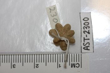 Media type: image;   Invertebrate Zoology AST-2300 Description: Preserved specimen.;